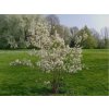 Muchovník lamarckov 30-50cm - Amelanchier lamarckii kont. 2 l