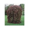 Dreviny na kmienku Buk lesný Purpurea Pendula na kmienku 110 130 cm(5)