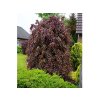 Dreviny na kmienku Buk lesný Purpurea Pendula na kmienku 110 130 cm(3)