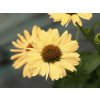 Trvalky Echinacea purpurová Aloha