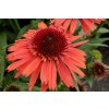 Trvalky Echinacea purpurová Carrot Cake(2)