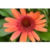 Trvalky Echinacea purpurová Carrot Cake(3)