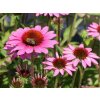 Trvalky Echinacea purpurová SunMagic Vintage Pink