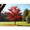 Javor dlaňovitolistý Atropurpureum 30-40cm - Acer palmatum, kont. p10