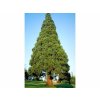 Okrasné stromy Sekvojovec mamutí 30-40cm(2)
