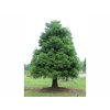 Okrasné stromy Sekvojovec mamutí 30-40cm(4)