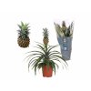 Izbové rastliny Ananas Mi Amigo