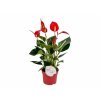 Izbové rastliny Antúria Banderola Roja červená