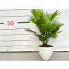 Izbové rastliny Livistona rotundifolia v bielej keramike(1)