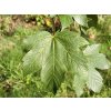 Javor horský 190-220cm - Acer pseudoplatanus, kont. 18 l