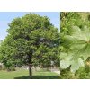 Javor horský 190-220cm - Acer pseudoplatanus, kont. 18 l