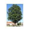 Jelša lepkavá 180-220cm - Alnus glutinosa, kont. 15 l