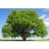 Okrasné stromy Buk lesný (4)