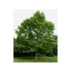 Okrasné stromy Platan javorolistý 100 160cm(7)