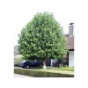 Okrasné stromy Platan javorolistý 100 160cm(3)
