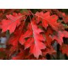 Okrasné stromy Dub červený 130 170cm(8)