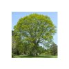 Okrasné stromy Dub červený 130 170cm(7)