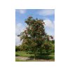 Okrasné stromy Jarabina vtáčia 160 200cm(6)
