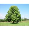 Lipa malolistá 140-180cm - Tilia cordata, kont. 9 l