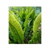 Papraď Jelení jazyk Asplenium scolopendrium(7)
