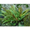 Papraď Jelení jazyk Asplenium scolopendrium(4)