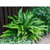 Papraď Jelení jazyk Asplenium scolopendrium(1)