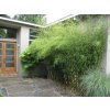 Fargesia robusta Pingwu neinvazívny 20-30cm - Bambus(1)