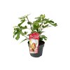 Drobné ovocie Figovník Little Miss Figgy cca 30 cm(5)