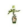 Drobné ovocie Figovník Little Miss Figgy cca 30 cm(1)