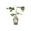 Drobné ovocie Figovník Little Miss Figgy cca 30 cm(3)