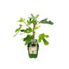 Drobné ovocie Figovník PERETTA cca 30 cm(1)