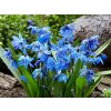 Cibuľoviny Scila sibírska 8 ks(1)