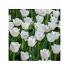 Cibuľoviny Tulipán Triumph White 15 ks(2)