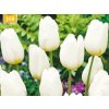 Cibuľoviny Tulipán Triumph White 15 ks(1)
