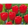 Cibuľoviny Tulipán Triumph Red 15 ks(3)