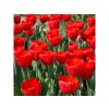 Cibuľoviny Tulipán Triumph Red 15 ks(2)