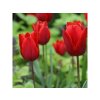 Cibuľoviny Tulipán Triumph Red 15 ks(1)