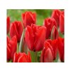 Cibuľoviny Tulipán Triumph Red 15 ks