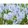 Cibuľoviny Puškínia modrá Puschkinia libanotica 25 ks