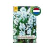 Cibuľoviny Puškínia modrá Puschkinia libanotica 25 ks(3)