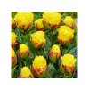 Cibuľoviny Tulipán Ice Cream Banana 3 ks(1)