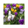 Cibuľoviny Krokus veľkokvetý MIX 30 ks(4)