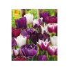 Cibuľoviny Tulipán Blueberry MIX 35 ks (2)