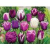 Cibuľoviny Tulipán Blueberry MIX 35 ks