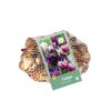 Cibuľoviny Tulipán Blueberry MIX 35 ks (4)