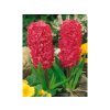 Cibuľoviny Hyacint Jan Bos 5 ks(4)
