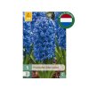 Cibuľoviny Hyacint Blue Jacket 5 ks(3)