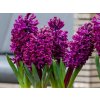 Cibuľoviny Hyacint Woodstock 5 ks(4)