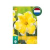 Cibuľoviny Narcis Cassata 5 ks(1)