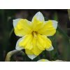 Cibuľoviny Narcis Cassata 5 ks